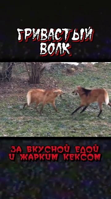 А что это за чучело? 😨 смотреть онлайн
