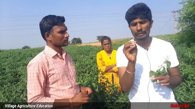 Harmons In Plant | Use Of Harmons In Chilli Crop | Harmons Uses In Mirchi Crop