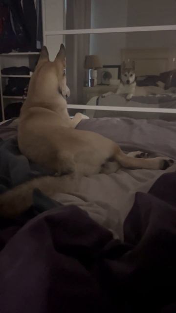 Fart or Burp? Place your votes смотреть онлайн