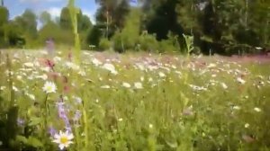 Народная песня та(р)тар "Зэнгэр кулмэк" (Голубое платье) в исполнении Алсу Сайфуллиной.