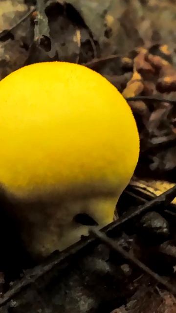 Дождевик жёлтоокрашенный (Lycoperdon Flavotinctum) Short #shorts