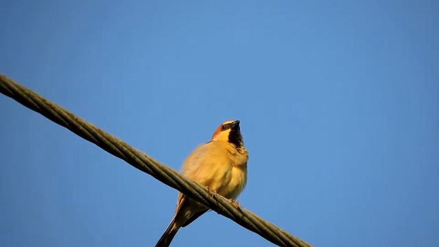 Plain-backed Sparrow смотреть онлайн