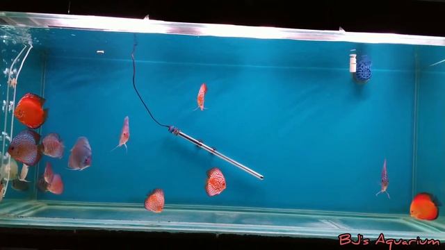 Beautiful Discus fishes in 225 gallon смотреть онлайн