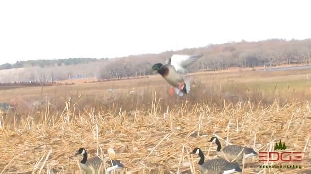 Lucky Duck motoriserte lokkefugler смотреть онлайн
