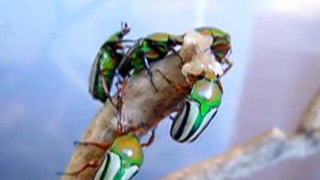 insectgeeks.com смотреть онлайн