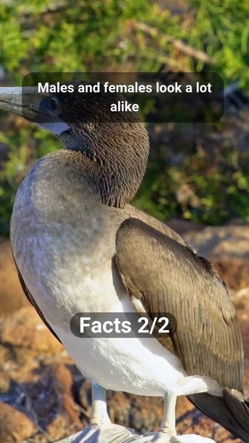 Interesting Facts About Blue Footed Booby #2 #shorts смотреть онлайн