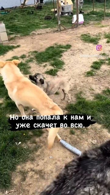 Ну правда же Чучундра? #домашниеживотные #кошки #животные #собаки смотреть онлайн