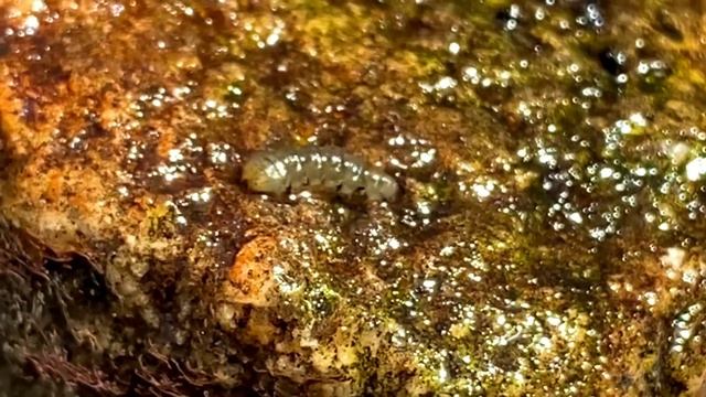 Biologyzing Stream Insects смотреть онлайн