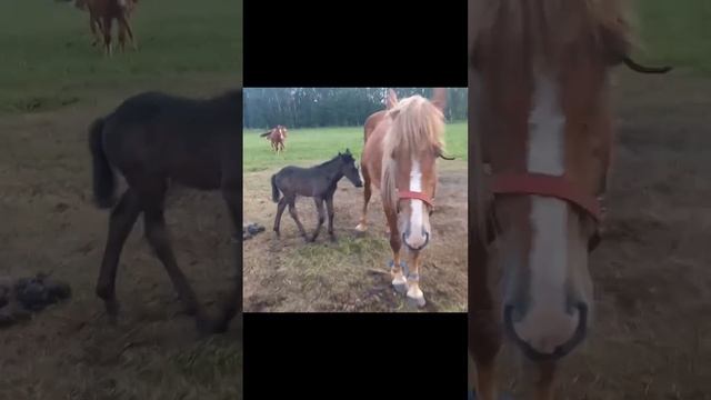 Лошади на выпасе лакомятся куском соли смотреть онлайн
