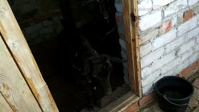 Лечим коз от паразитов. смотреть онлайн