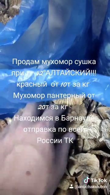 Мухомор, микродозинг. красный, пантерный смотреть онлайн