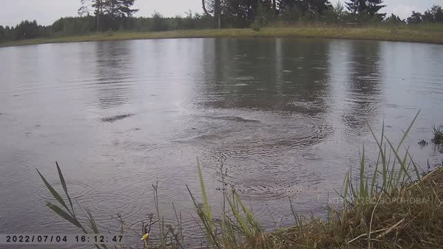 Фотоловушка сняла гуляющего карпа у берега смотреть онлайн