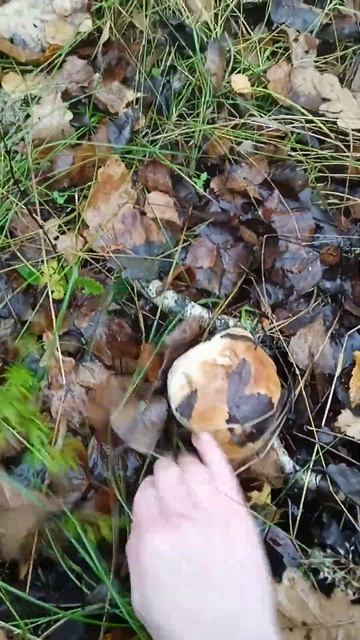 закрываю грибную охоту.