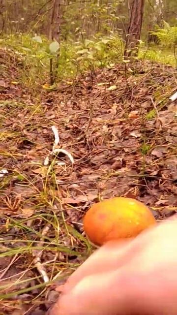 канавки  наше все