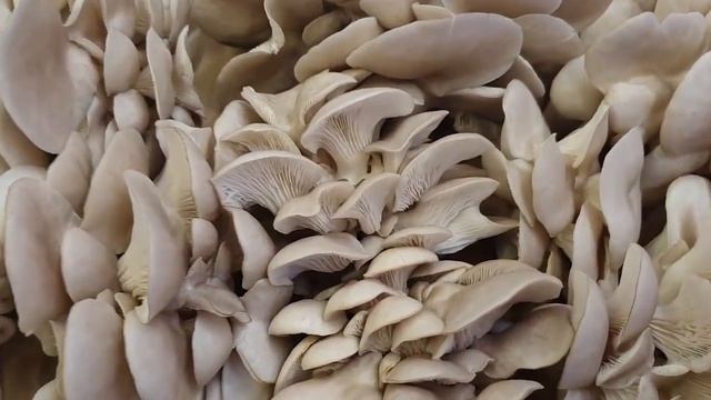 3 Results: Using Substrate As Spawn Experiment | GroCycle