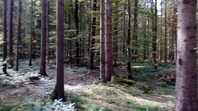 Неймовірний урожай грибів в Карпатах