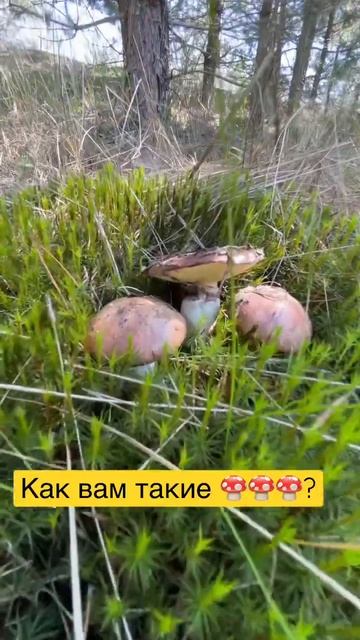 Лютые МАСЛЯТА!!!🍄🍄🍄 #грибы #грибы2023 #2023 #съедобныегрибы