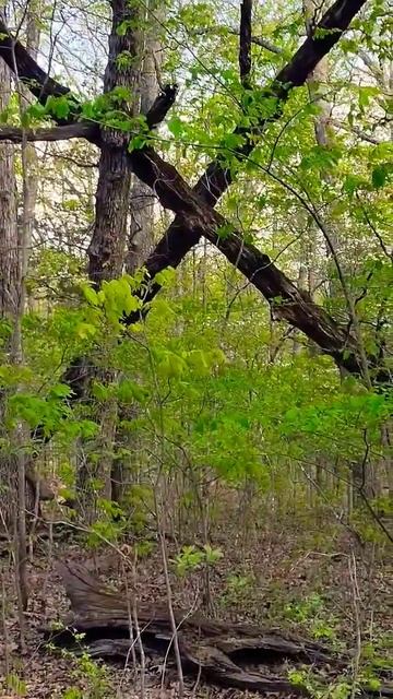 POSSIBLE X STRUCTURE IN THE MARK TWAIN смотреть онлайн