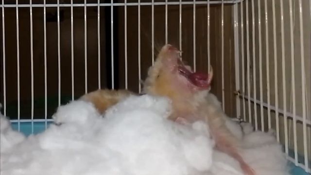 НАСТИГЛА ЗЕВОТА НЕУТОМИМОГО ХОМЯЧКА................)))))))))))) смотреть онлайн