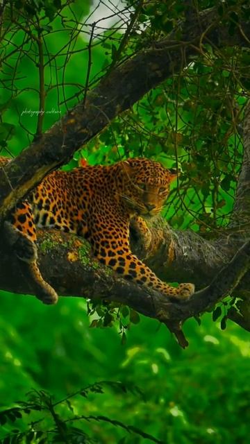 tiger trick #wildlife photography || #shorts #photographyculture || смотреть онлайн