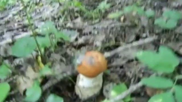 Гриби 2. 31.08.2013.