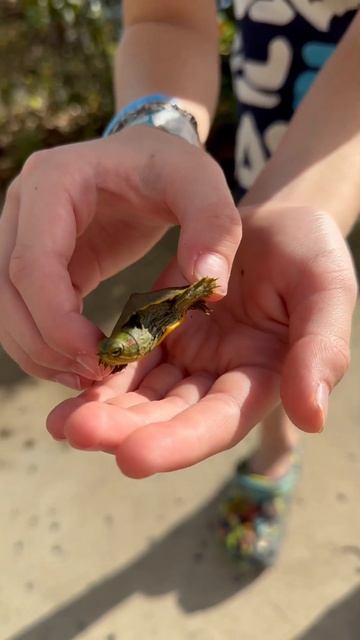 Found a baby turtle basking #turtle #reptiles #amphibians #animals #wild #Florida #son смотреть онлайн