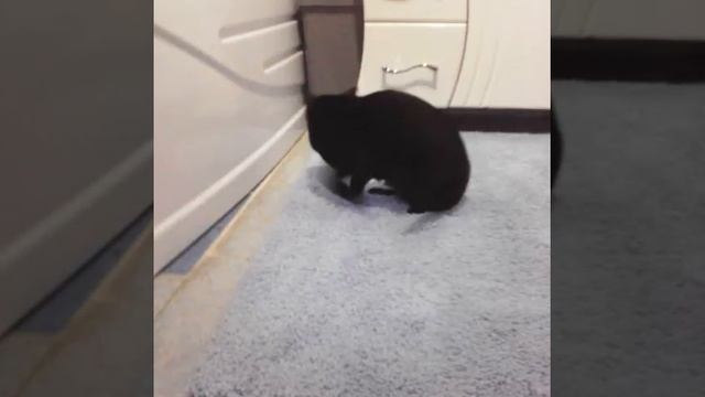 Кошка ищет своё место в ванной . смотреть онлайн