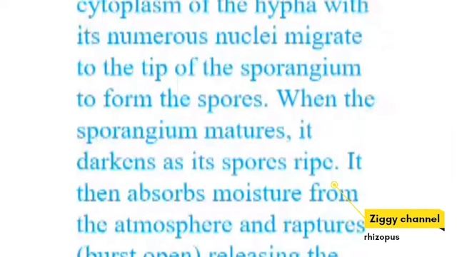 All About The Rhizopus