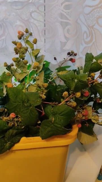 Ещё ведро малины в октябре) смотреть онлайн