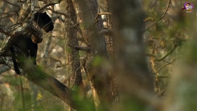 एक Black Panther की रहस्यमई दुनियां और उसके प्यार की कहानी | एक माहिर शिकारी जो कभी नजर नहीं आता । смотреть онлайн