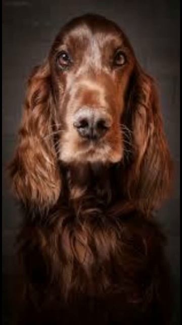 Top.5 beautiful dog breed #shorts #dog смотреть онлайн