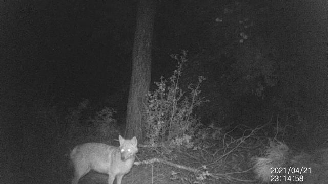 Jackal (Canis aureus) - 21.04.2021-1/2 video смотреть онлайн