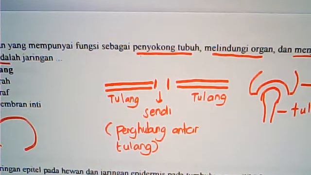 Pembahasan UKK Biologi смотреть онлайн