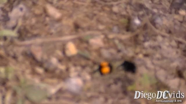 Hoplomutilla spinosa (Mutillidae) velvet ant "Cow killer" formiga feiticeira смотреть онлайн