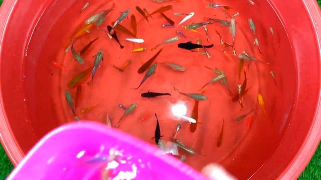 Koifish Angel Fish Barb Betta Cichlid Carp Fish Guppy Koi Ping Pong Pearlscale Animals Video смотреть онлайн
