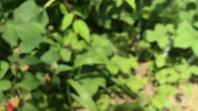 Как я спасаю картошку от фазанов. смотреть онлайн