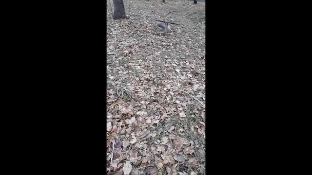 Белочки и смелая синичка в парке выпрашивают еду смотреть онлайн