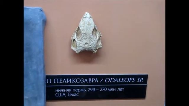 Scull of pelycosaur and foot of pelikazovr kazeidy_film40 смотреть онлайн