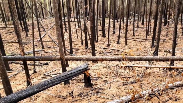 One of the Rarest Mushrooms on Earth, Canadian Mountain Man, Ep 1 Morel Season 2021 смотреть онлайн