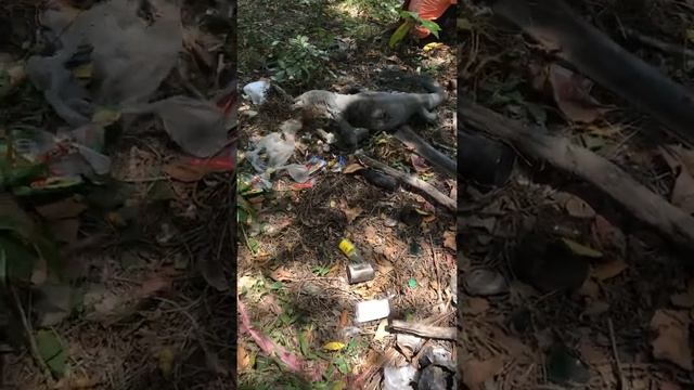 Варан на острове Рача смотреть онлайн