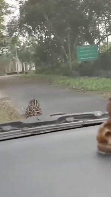 Леопард напал на автомобиль. смотреть онлайн