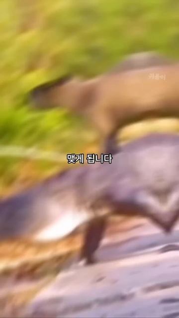동물계의 인싸 동물들의 아이돌 카피바라 смотреть онлайн