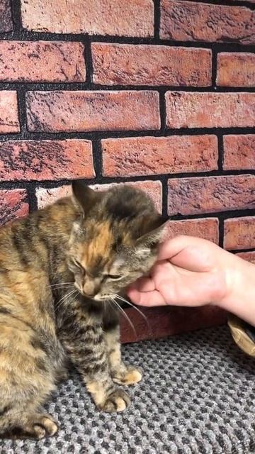 Michiko.ru | Кошка Люся ищет дом. Отдаем бесплатно. Коты в дар в добрые руки. смотреть онлайн