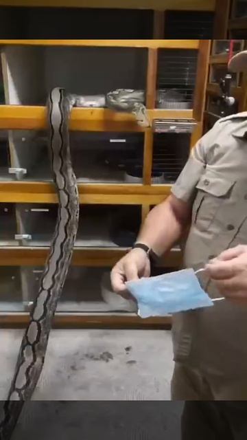 Anakonda смотреть онлайн