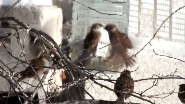 Новогодний пикник смотреть онлайн