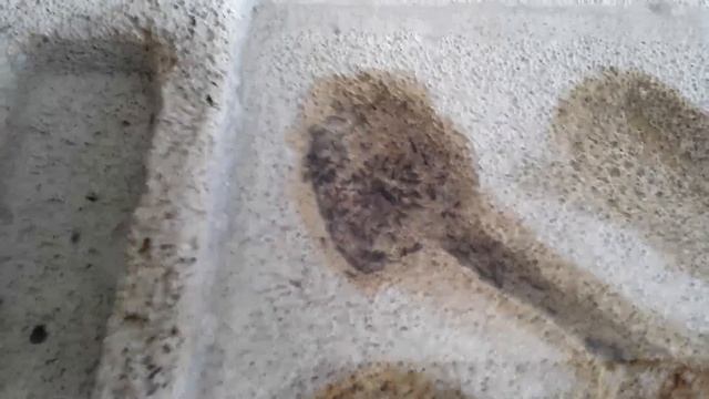 Sweet Ants - Lasius grandis (Setup&Umzug) смотреть онлайн