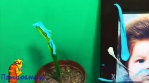 ЧТО ПРОИЗОШЛО С ЖЕЛЕЙНЫМ МЕДВЕДЕМ СБОРНИК СЕРИЙ ЛИПКИЙ МЕДВЕДЬ И ПОЖИРАТЕЛЬ: ТИМОНА И МАКСА