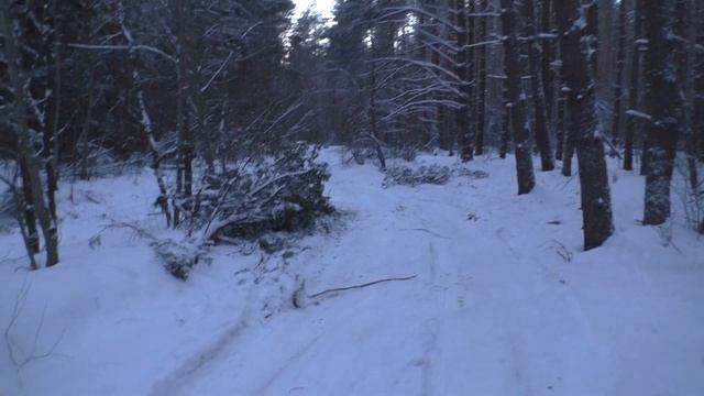 Дорога уходит в Лес. Нет проезда