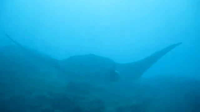 manta смотреть онлайн