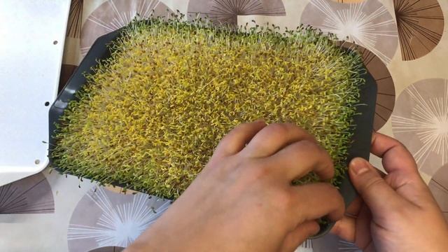 когда выставлять люцерну на свет смотреть онлайн
